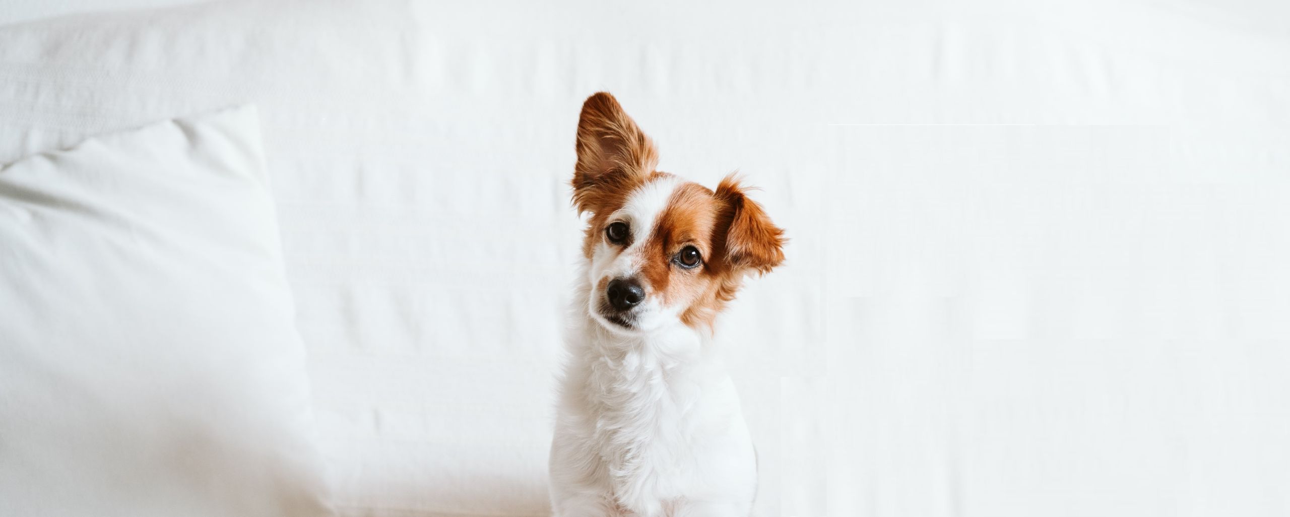 AdobeStock 333040185 OVER ONS scaled 1