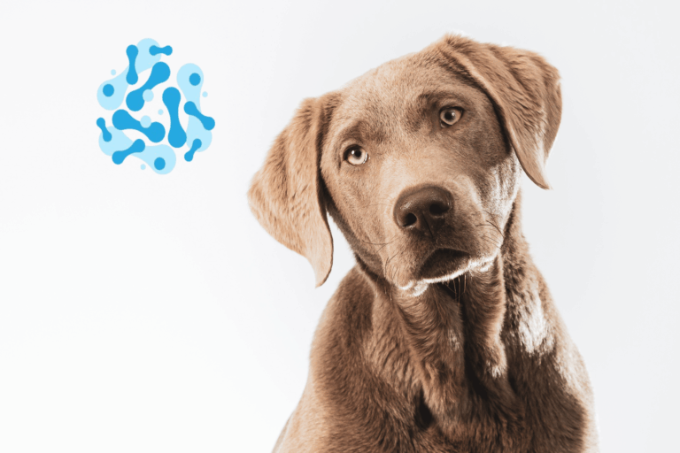 Probiotica hond | Wat niemand jou vertelt over dit supplement 17 probiotica hond