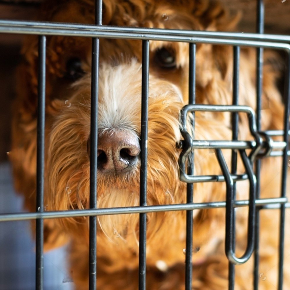 Hondenbench | Is een bench schadelijk voor jouw hond? 1 Hondenbench bench hond