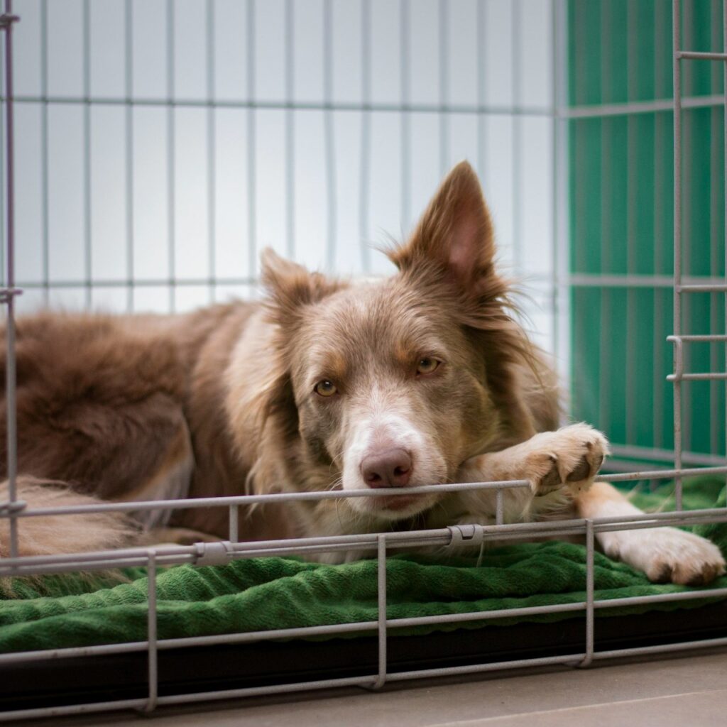 Hondenbench | Is een bench schadelijk voor jouw hond? 3 hondenbench 2