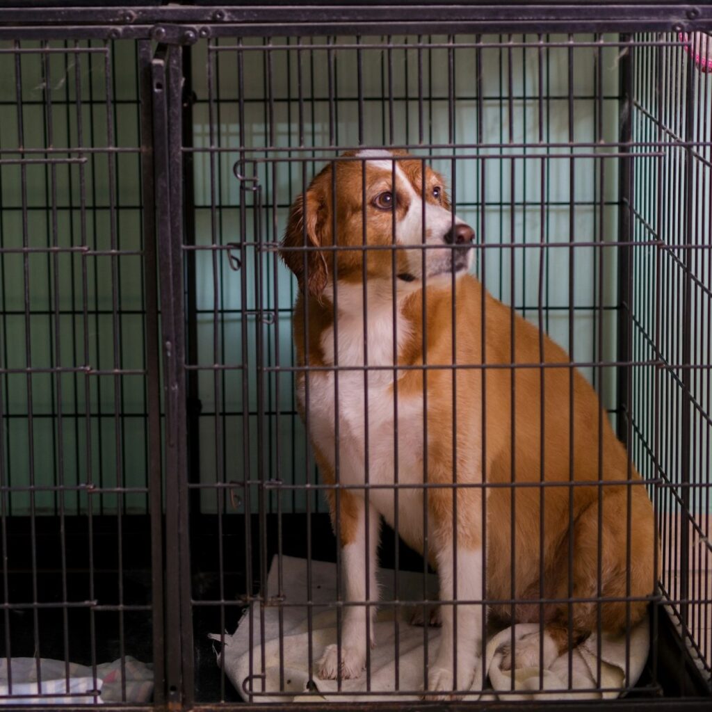 Hondenbench | Is een bench schadelijk voor jouw hond? 2 hondenbench 4