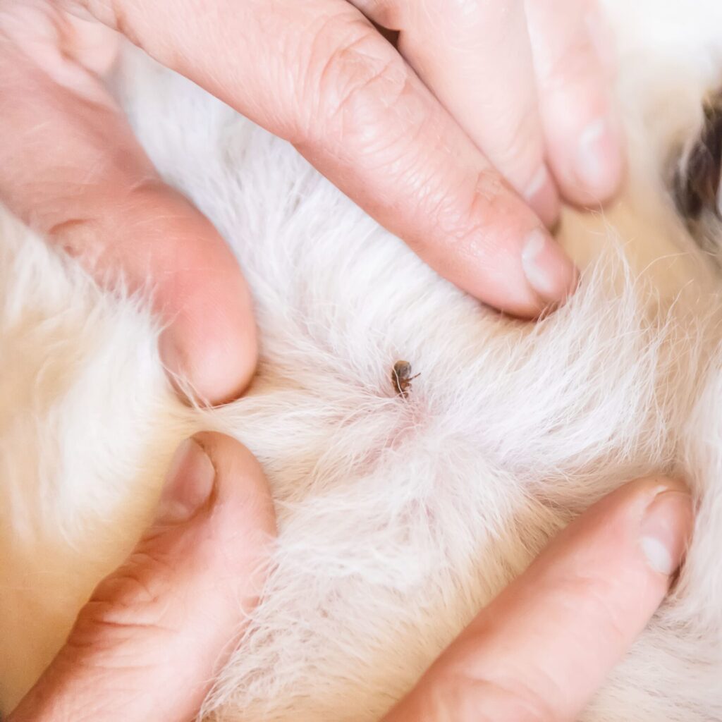 Vlooien en teken hond | Natuurlijke Vlooien- en Tekenbestrijding 5 AdobeStock 257654803 kopie