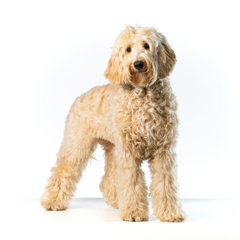 Vlooien en teken hond | Natuurlijke Vlooien- en Tekenbestrijding 2 AdobeStock 426042160 gecomprimeerd kopie kopie