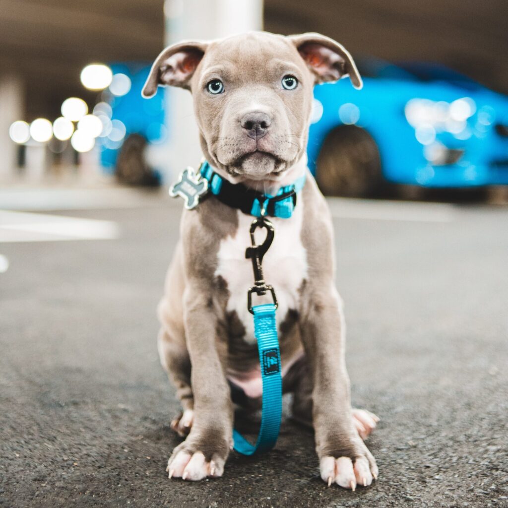 Halsband of tuigje? | Waarom een hondentuigje beter is 2 erik mclean QW ZGT72D6g unsplash kopie