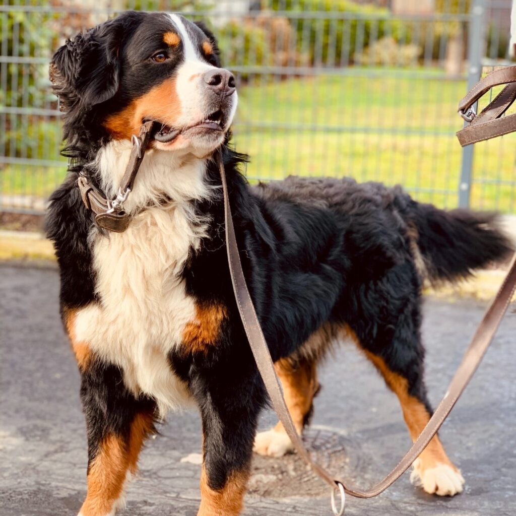 Halsband of tuigje? | Waarom een hondentuigje beter is 3 hamza gharnati 9S4GyfpxnTI unsplash kopie