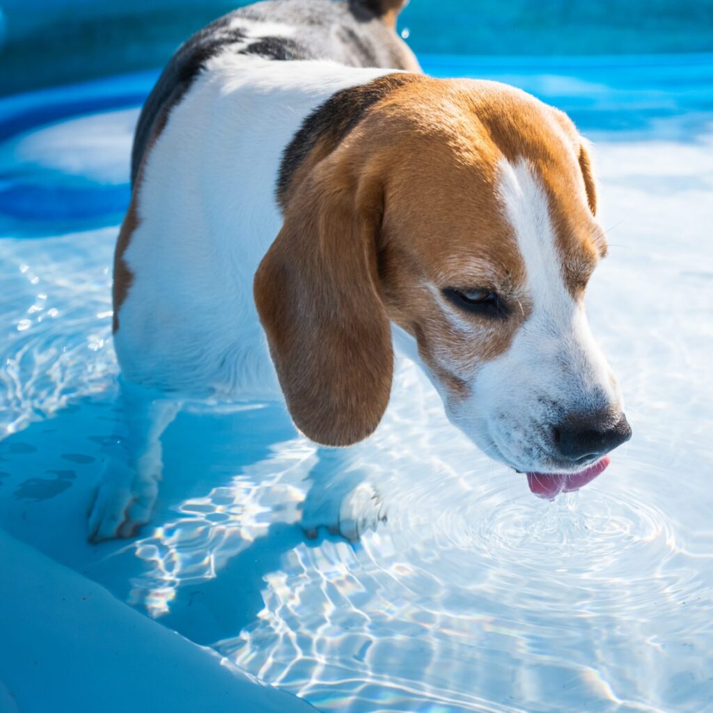 ZOMERTIP: Zelf hondenijsjes maken 26 AdobeStock 441956778 kopie
