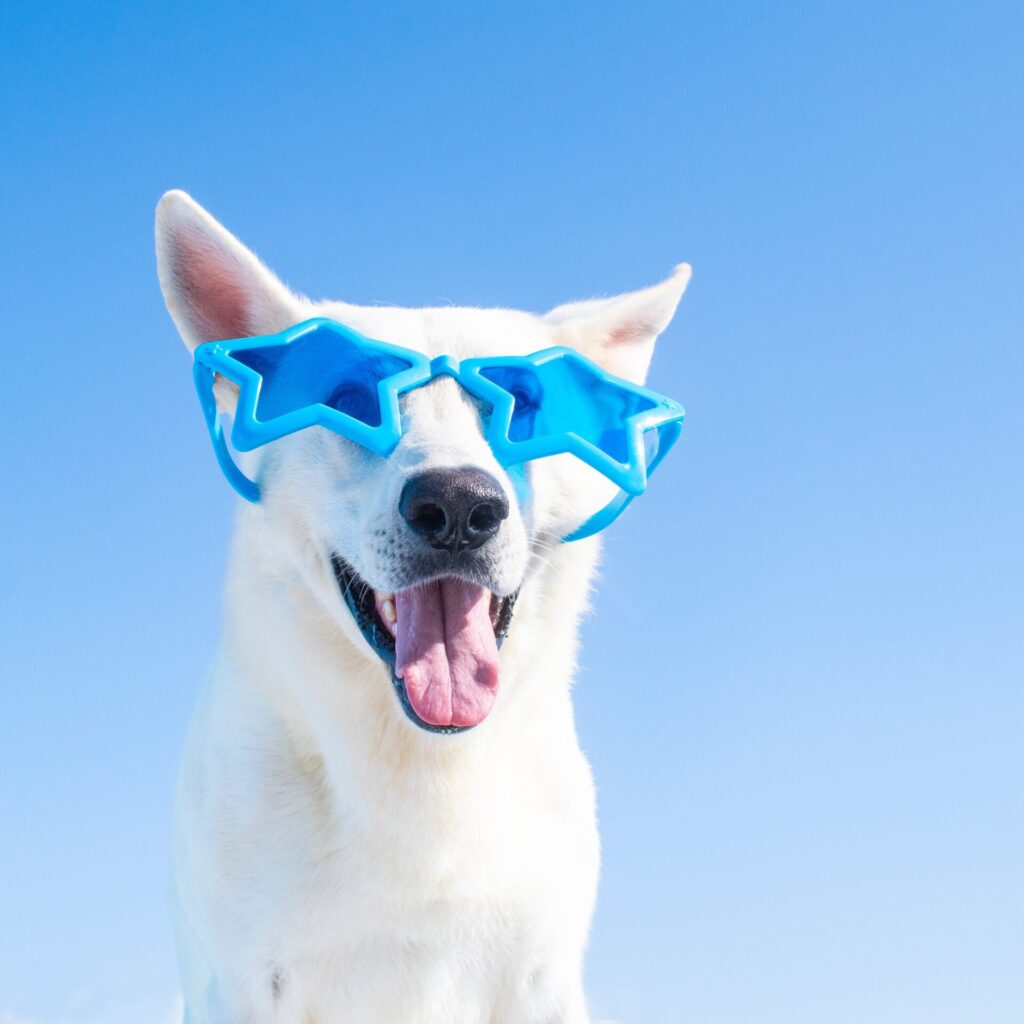 ZOMERTIP: Zelf hondenijsjes maken 25 AdobeStock 454523020 de zomer in je bol kopie