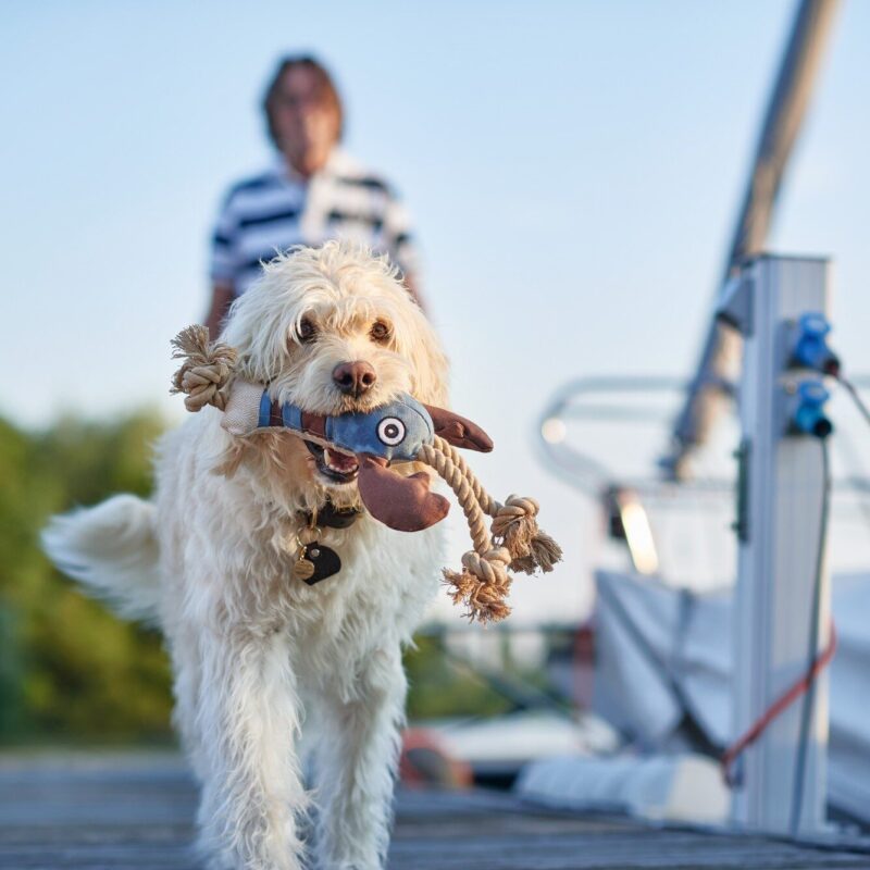 2.jpg Hondenknuffel Grote Kreeft