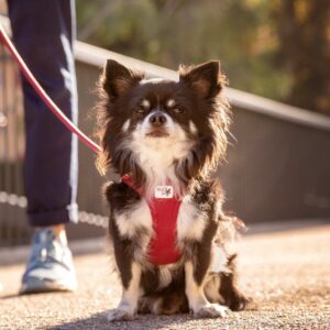 20210918_curli_photoshoot-065.jpg Curli Tuigje Air-Mesh Rood