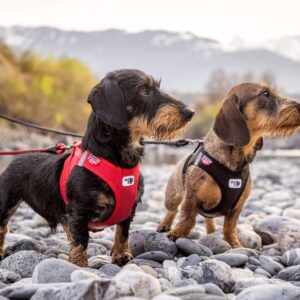 20220413_curli_photoshoot-470_teckel-maat-S.jpg Curli Tuigje Air-Mesh Rood