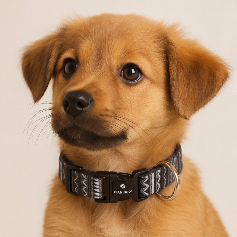 20250505_0847_Puppy-Wearing-Collar_remix_01jtfk3g13ecbrngn7zxdw87fj.jpg Puppy Halsband Zwart