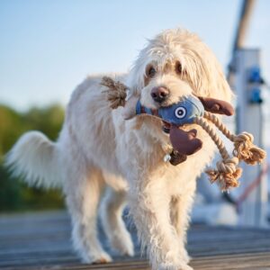 3.jpg Hondenknuffel Grote Kreeft