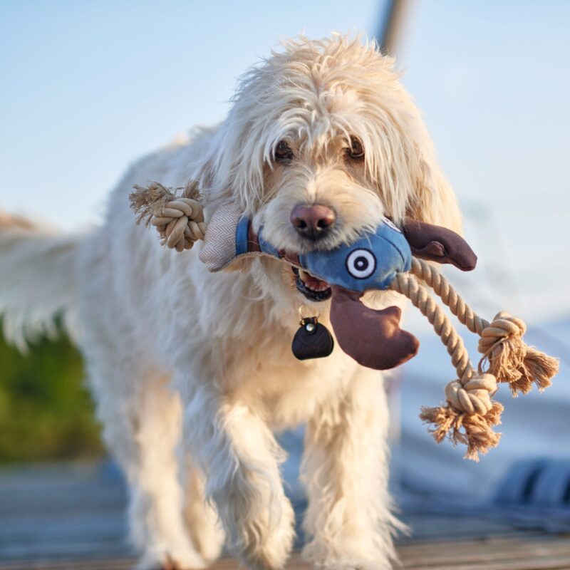 4-1.jpg Hondenknuffel Grote Kreeft