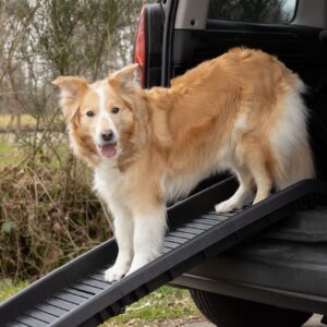 520943_S_02-kopie.jpg Loopplank Hond Zwart