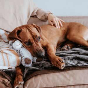 67451_001_live_22_1920x1920.jpg Hondenknuffel Bello