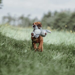 67451_002_live_21_1920x1920.jpg Hondenknuffel Bello