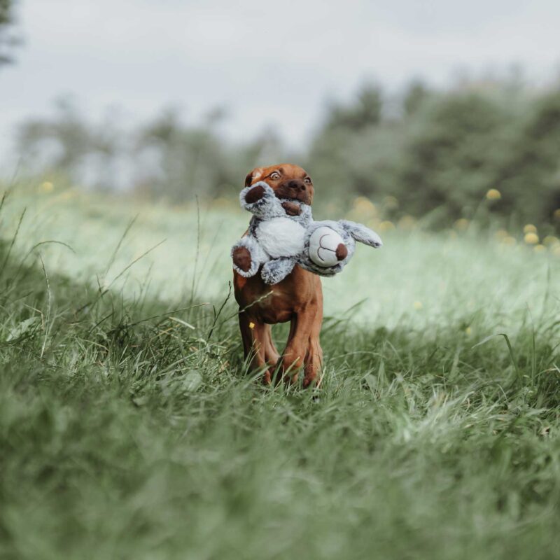 67451_002_live_21_1920x1920.jpg Hondenknuffel Bello