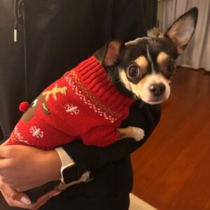 9f0e0d6b-6b1b-41b8-9128-a60d15399734-kopie.jpg Kersttrui Hond Eland