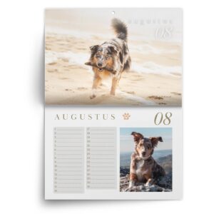 AS-kalender-aug-1.jpg Verjaardagskalender Australian Shepherd