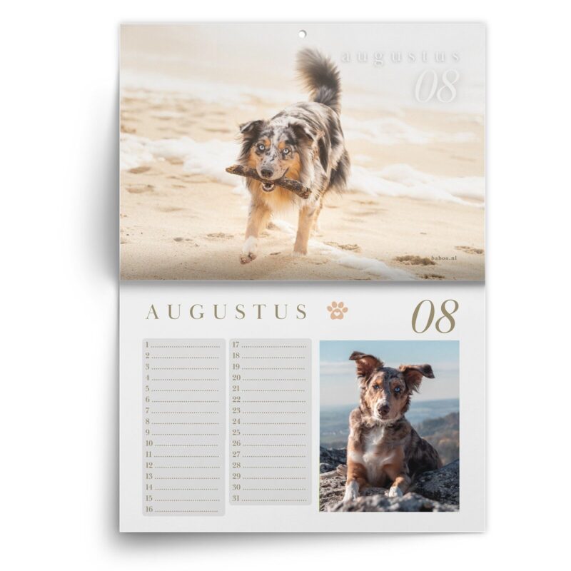 AS-kalender-aug-1.jpg Verjaardagskalender Australian Shepherd