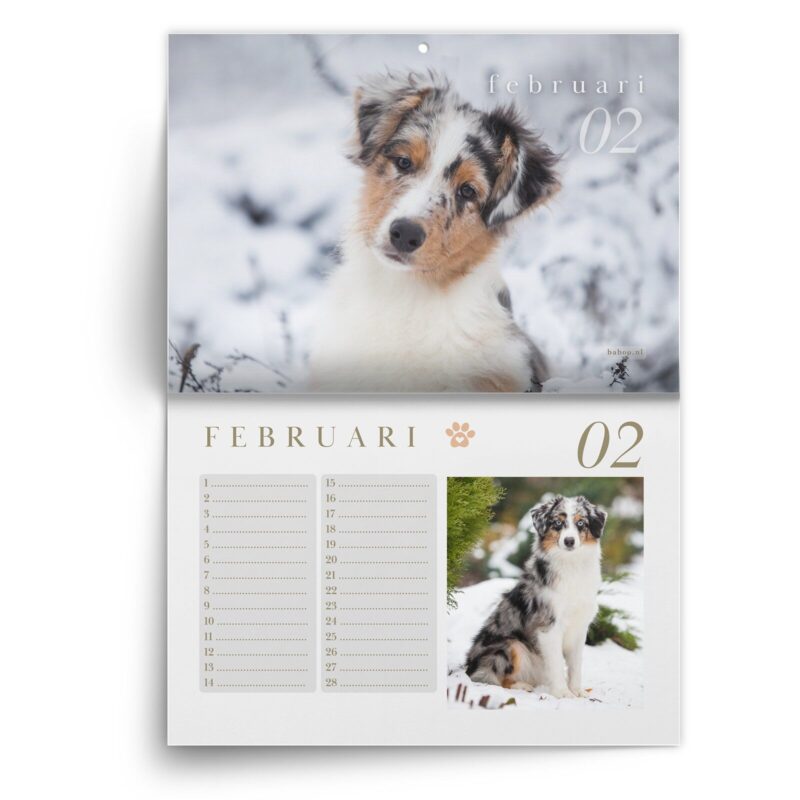 AS-kalender-feb-1.jpg Verjaardagskalender Australian Shepherd