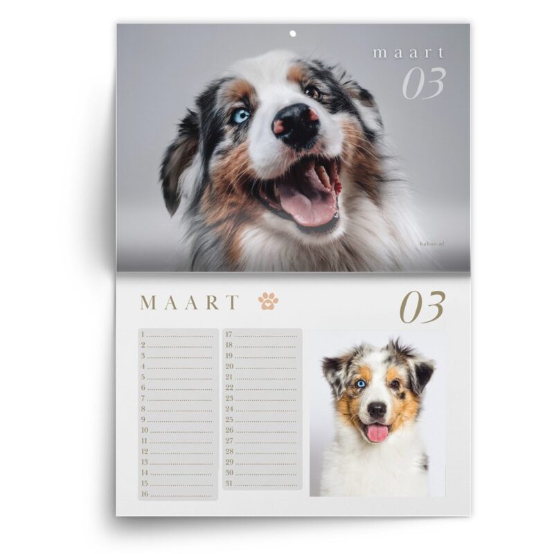 AS-kalender-maart-1.jpg Verjaardagskalender Australian Shepherd