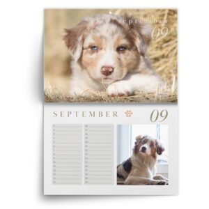AS-kalender-sept-1.jpg Verjaardagskalender Australian Shepherd