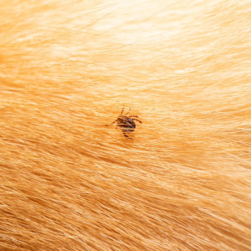 AdobeStock_341035485-gecomprimeerd.jpeg Natuurlijke Vlooiendruppels Hond - 100% Gifvrij - BABOO Protect