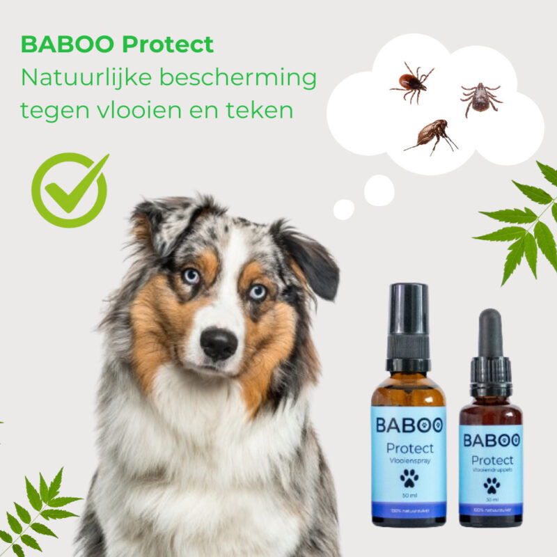 BABOO-Protect-Australian-Shepherd3.jpg Natuurlijke Vlooiendruppels Hond - 100% Gifvrij - BABOO Protect