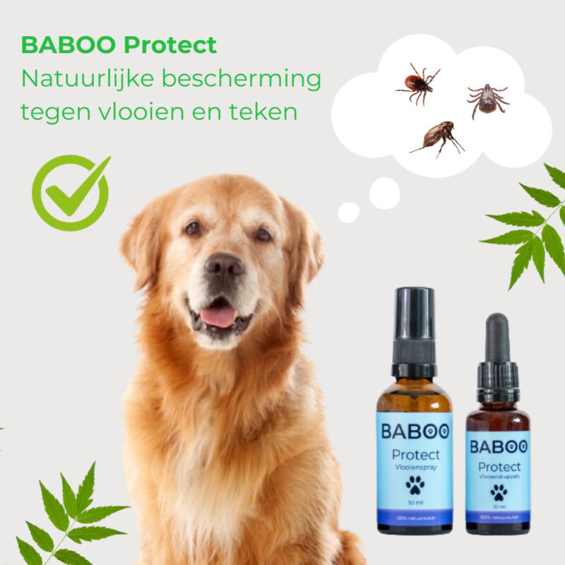 BABOO-Protect-Golden-Retriever4.jpg Natuurlijke Vlooiendruppels Hond - 100% Gifvrij - BABOO Protect