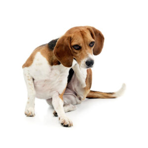 BABOO-Protect-hond.jpg Natuurlijke Vlooiendruppels Hond - 100% Gifvrij - BABOO Protect