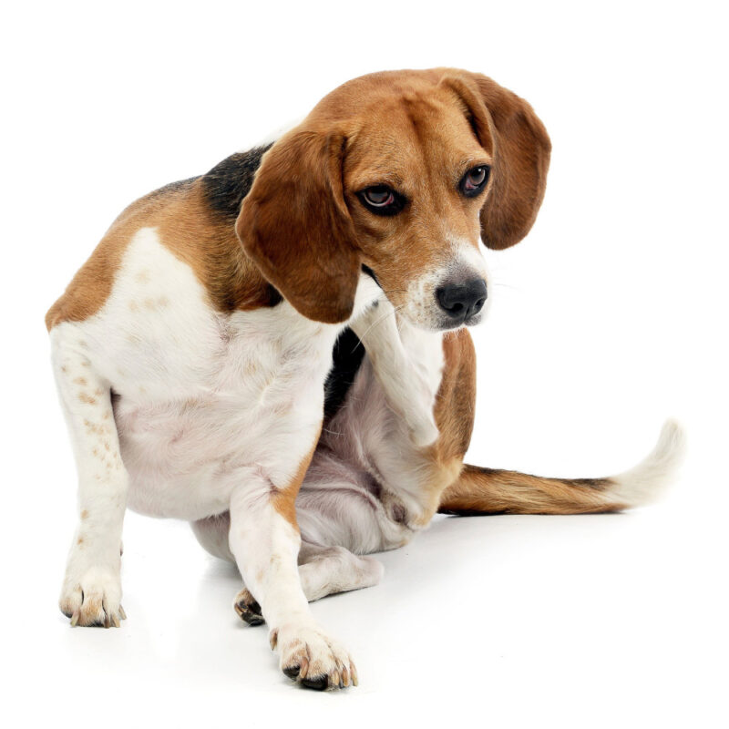 BABOO-Protect3.jpg Natuurlijke Vlooienspray Hond - 100% Gifvrij - BABOO Protect