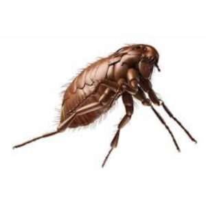 BABOO-Protect4.jpg Natuurlijke Vlooiendruppels Hond - 100% Gifvrij - BABOO Protect