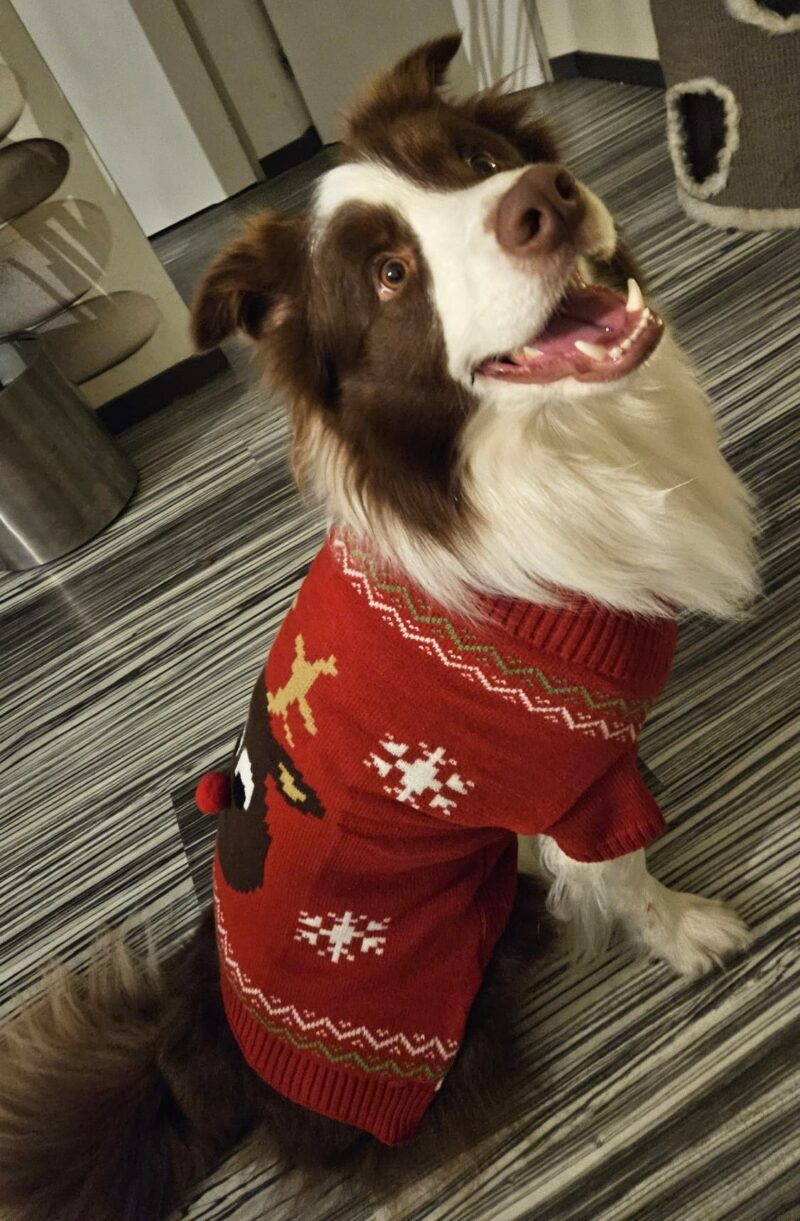 Bailey.jpg Kersttrui Hond Eland