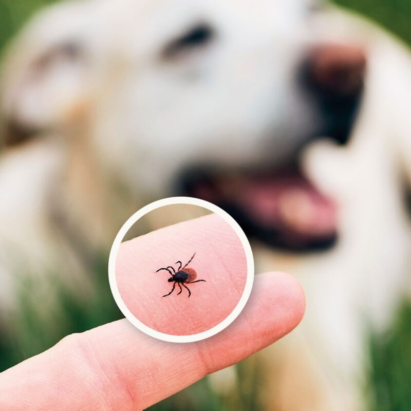 Beaphar-FB_insta_square_post-SET4-3.jpg Natuurlijke Vlooiendruppels Hond - 100% Gifvrij - BABOO Protect