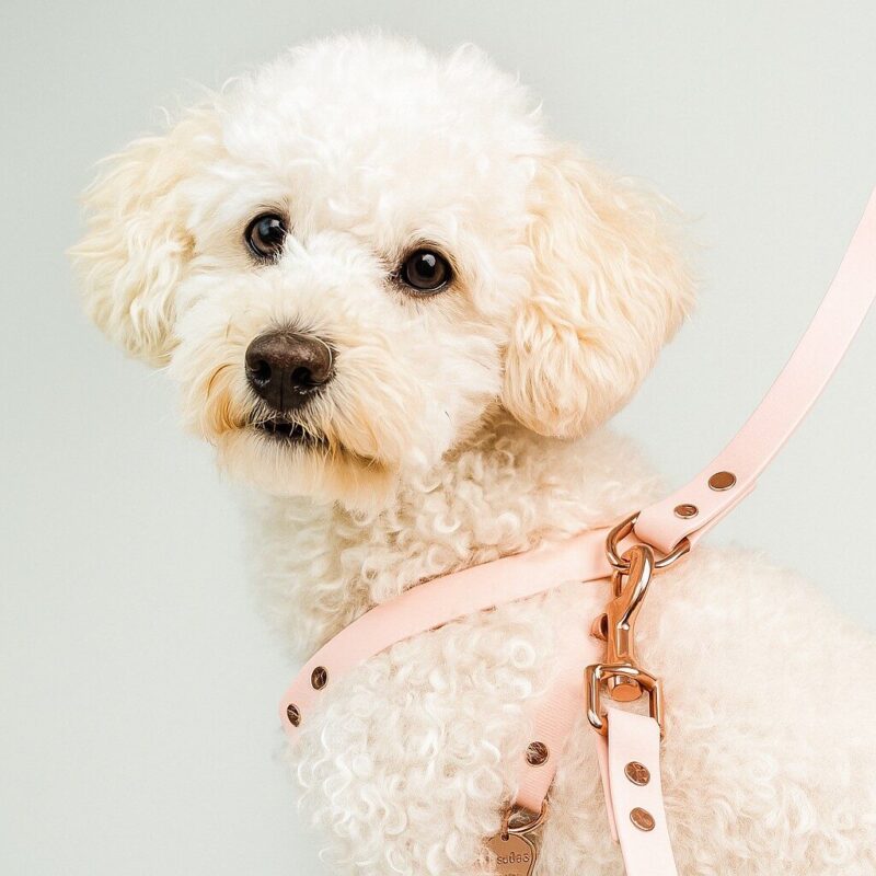 Biothane-hondenlijn-roze-2-1.jpg Biothane Hondenlijn Roze