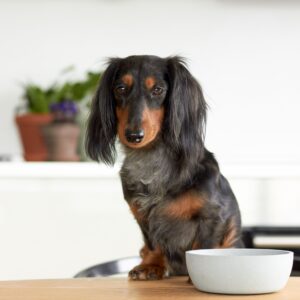 DOG-BOWL-1-scaled-1.jpg Voerbak BAMBOO Crème