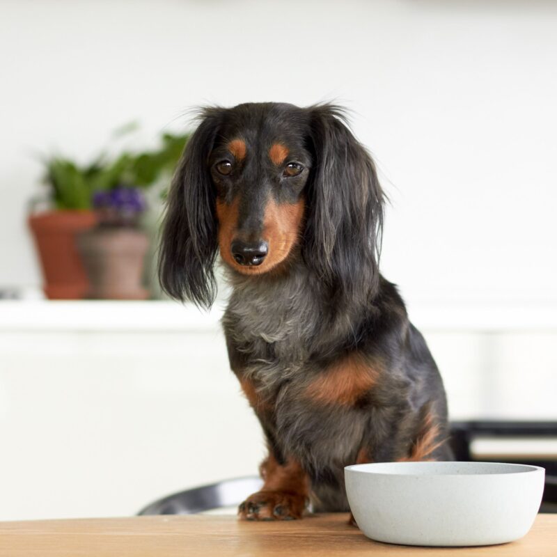DOG-BOWL-1-scaled-1.jpg Voerbak BAMBOO Crème