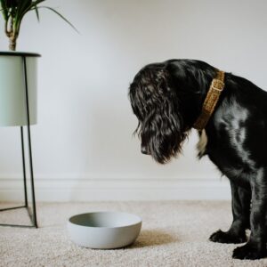 DOG-BOWL-14-scaled-1.jpg Voerbak BAMBOO Lichtgrijs