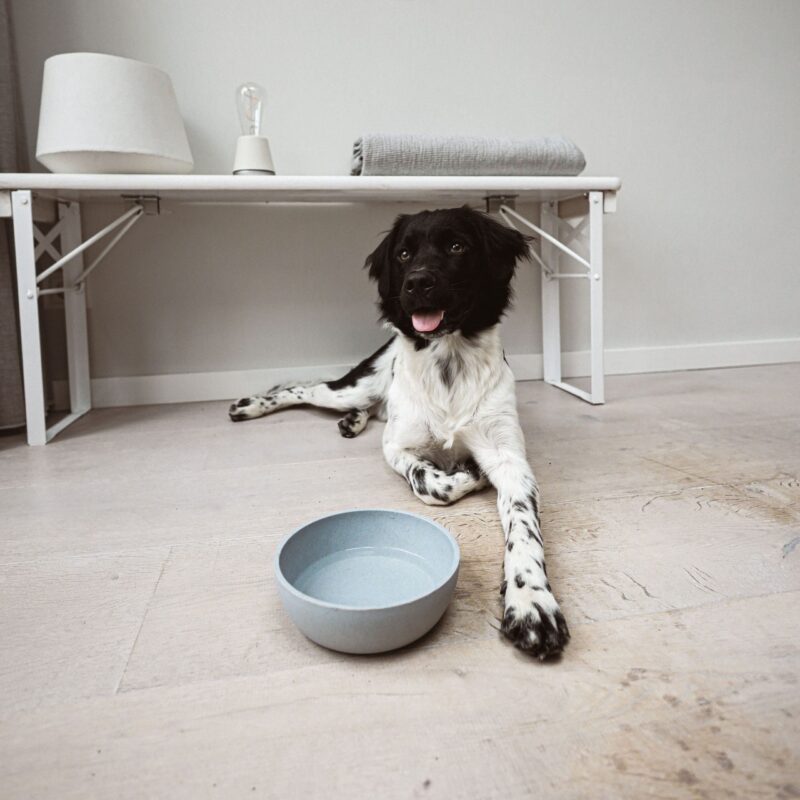 DOG-BOWL-15-scaled-1.jpg Voerbak BAMBOO Lichtgrijs