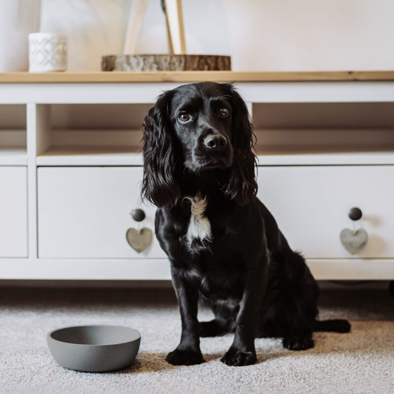DOG-BOWL-16-scaled-1.jpg Voerbak BAMBOO Lichtgrijs