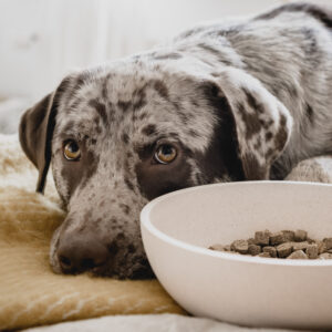 DOG-BOWL-2.jpg Voerbak BAMBOO Crème