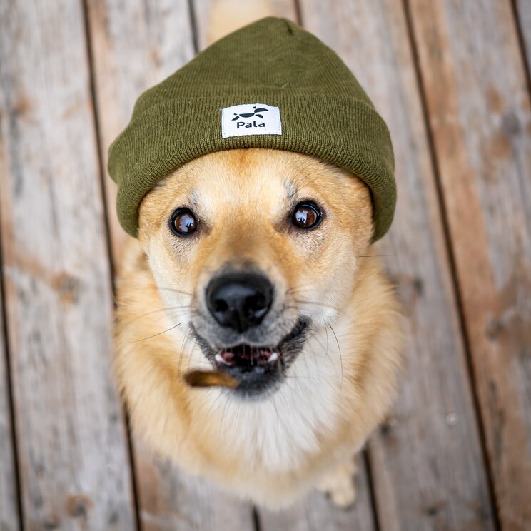 DSC1622-kopie.jpg Pala - Gedroogd Vlees - Konijn, Haring & Zalm