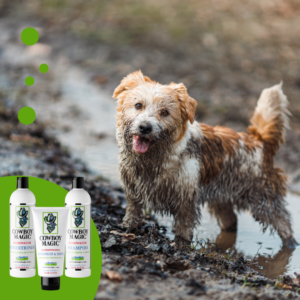 Dog-in-a-puddle.-A-dirty-Jack-Russell-Terrier-puppy-stands-in-the-mud-on-the-road.-Wet-ground-after-spring-rain.png Cowboy Magic Shampoo (473 ML)