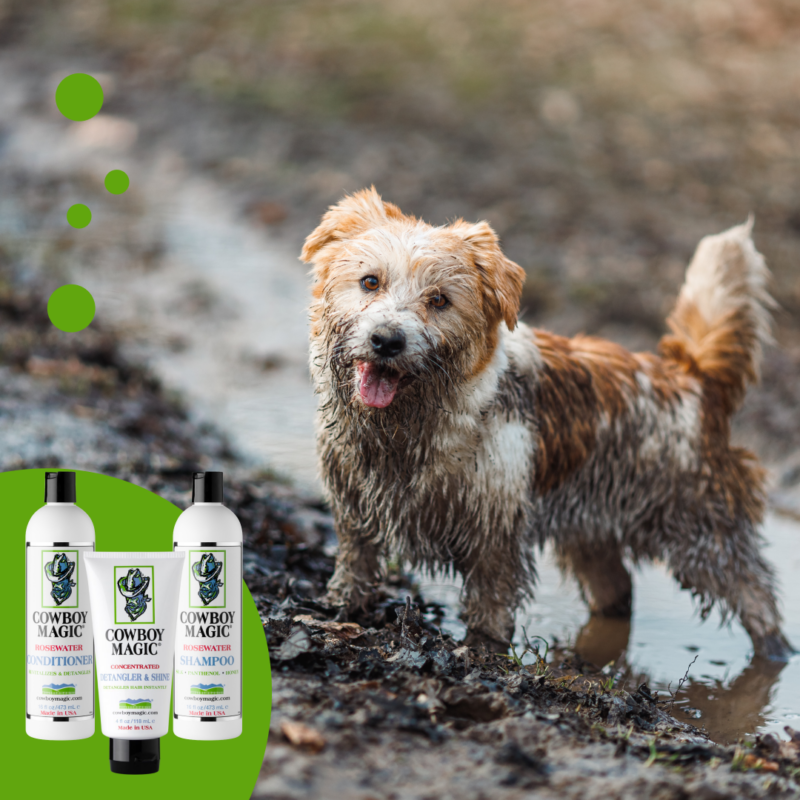 Dog-in-a-puddle.-A-dirty-Jack-Russell-Terrier-puppy-stands-in-the-mud-on-the-road.-Wet-ground-after-spring-rain.png Cowboy Magic Shampoo (473 ML)