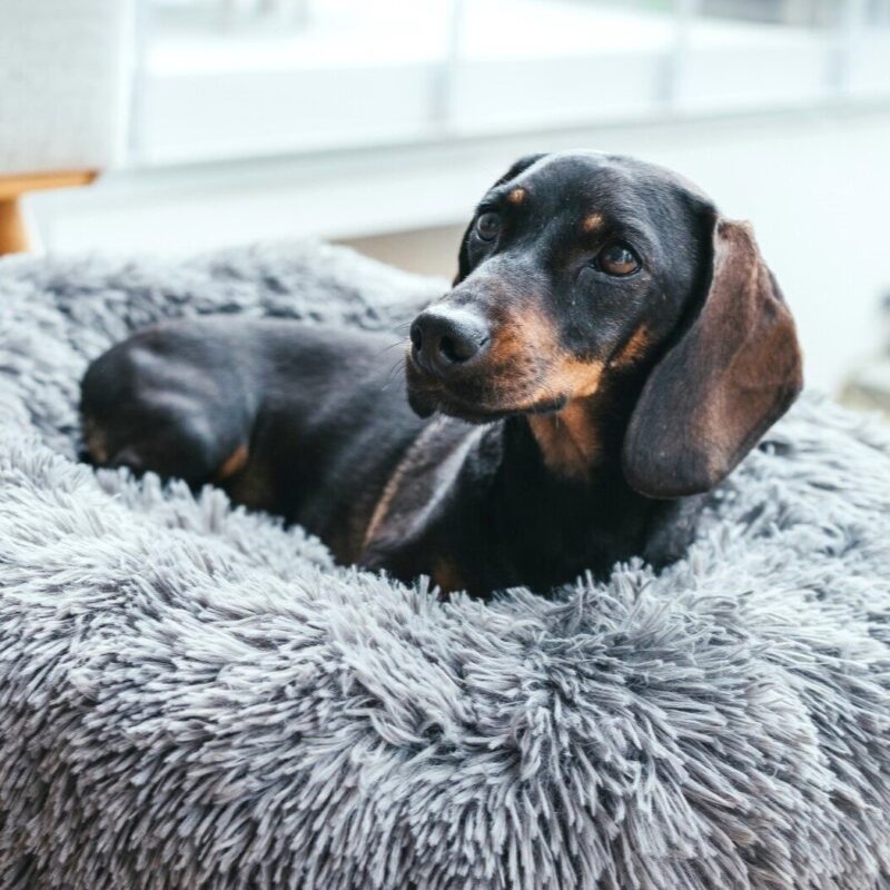 Hunde- und Katzenschlafplatz / Dog and cat bed LOPPA anthrazit Donut Hondenmand Grijs