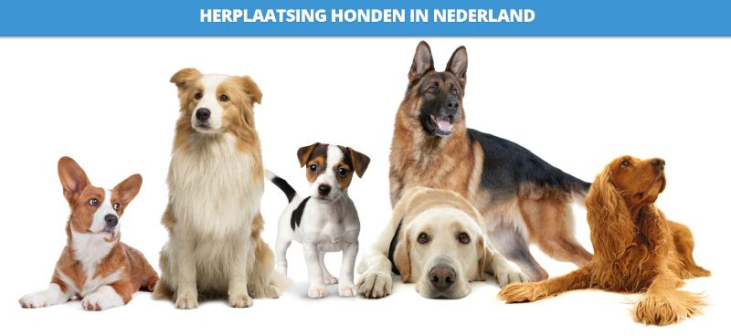 Over ons 8 HHIN Herplaatsing Honden in Nederland