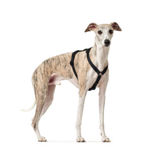 HUNTER_11204_66200_003_image_18-lpr.jpg Anti-ontsnappingstuig Zwart