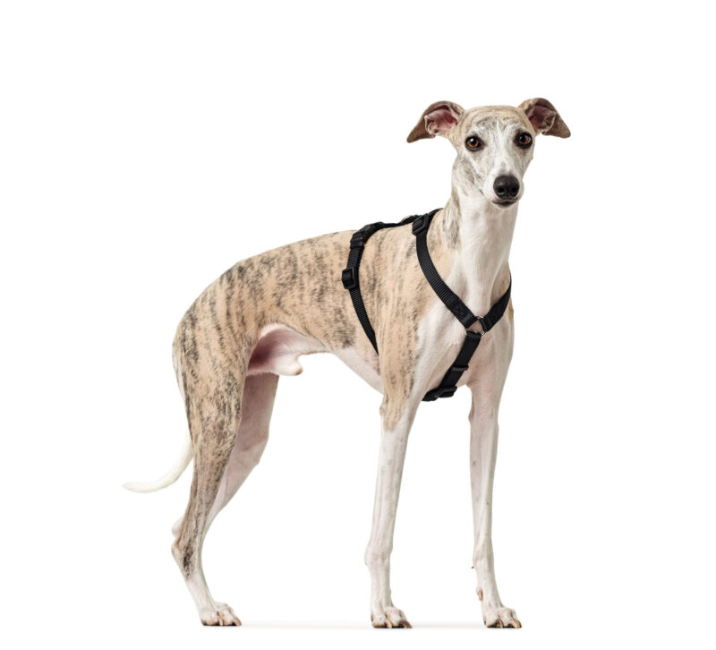 HUNTER_11204_66200_003_image_18-lpr.jpg Anti-ontsnappingstuig Zwart