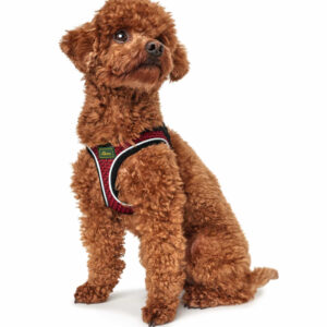 HUNTER_11503_66601_001_image_18-lpr.jpg Hondentuig Hilo Rood